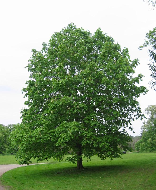 Plant of the day: Horse-chestnut Tree - John's Home And Yard Service